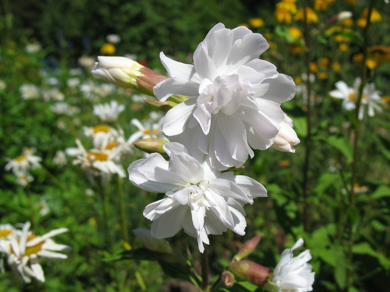 Корень мыльнянки