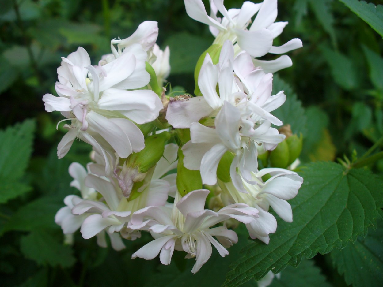 Saponaria officinalis