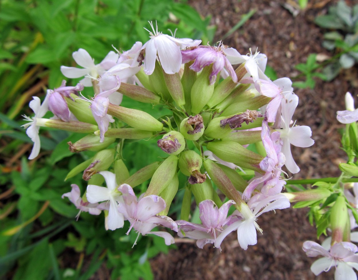 Мыльнянка обыкновенная
