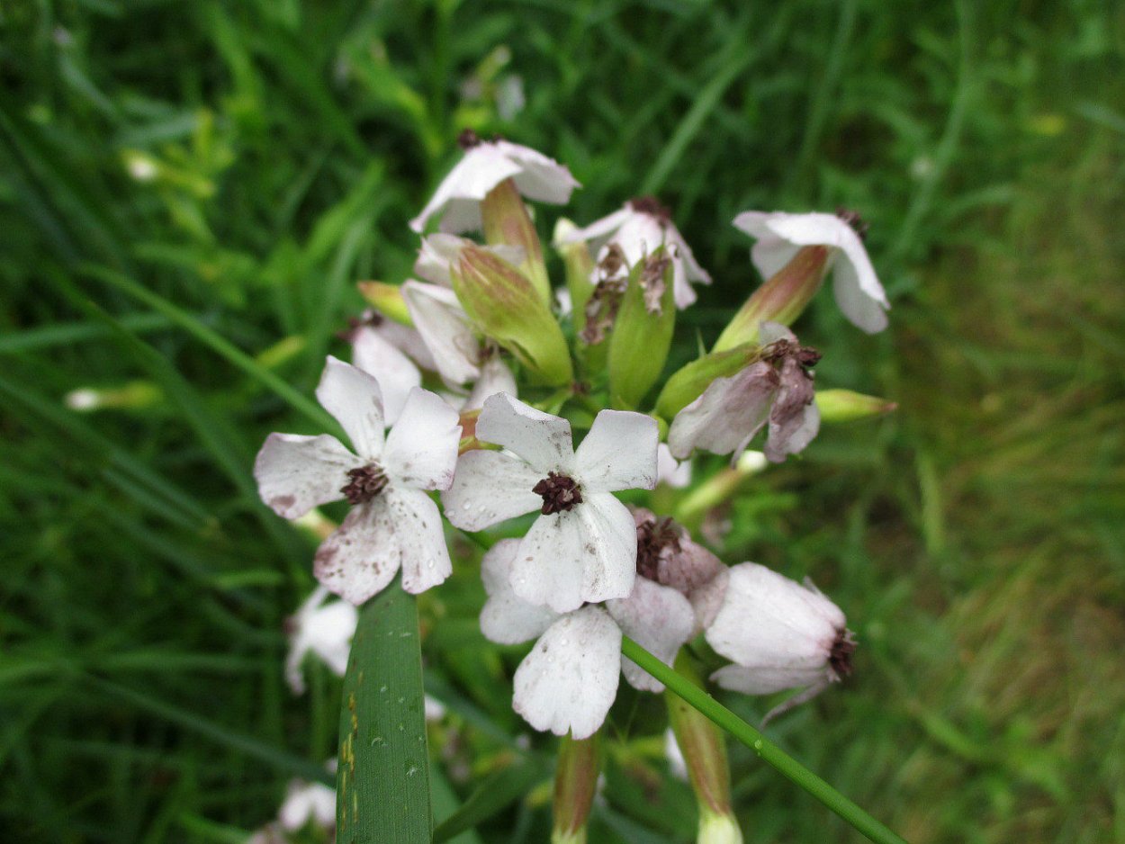 Растение мыльнянка