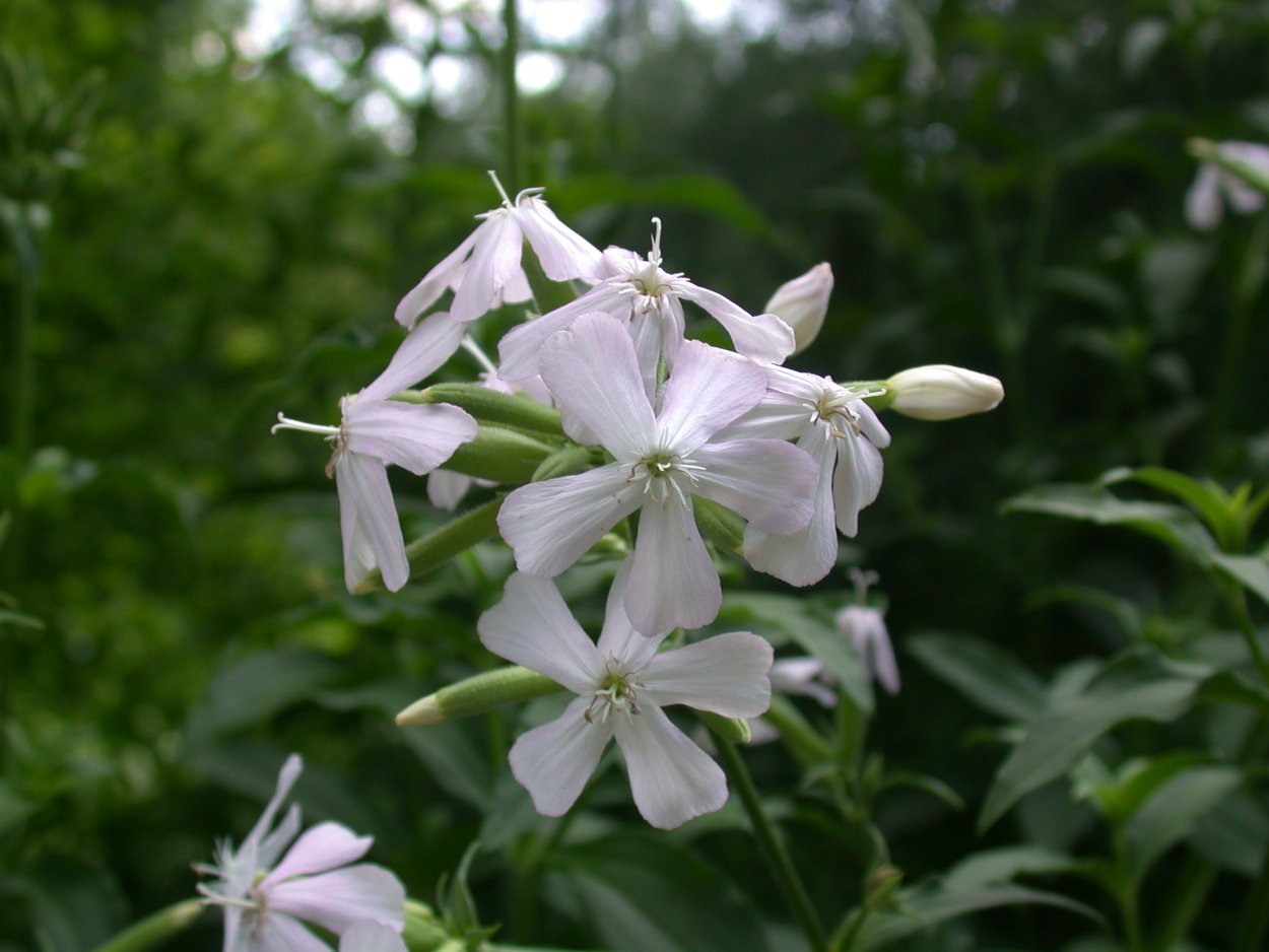 Мыльная трава мыльнянка