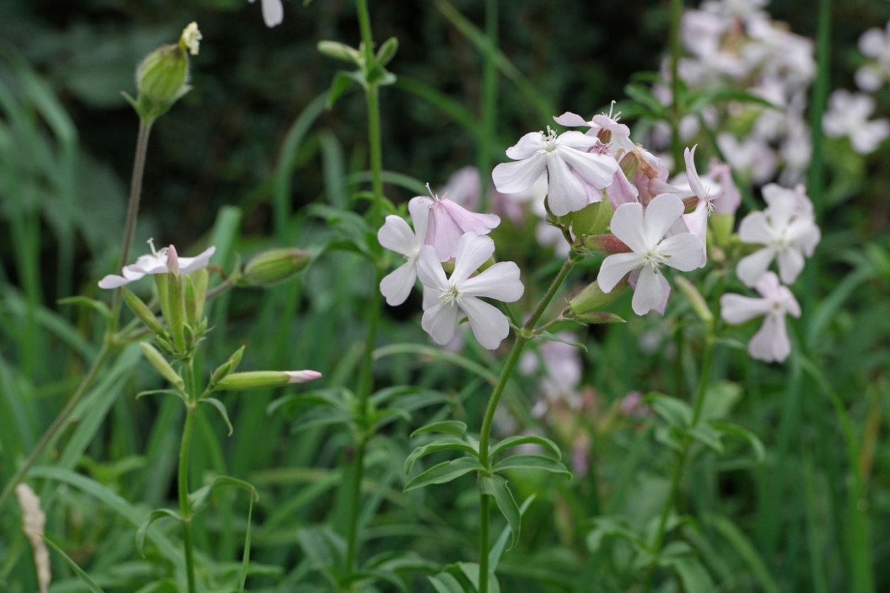 Сапонария мыльнянка