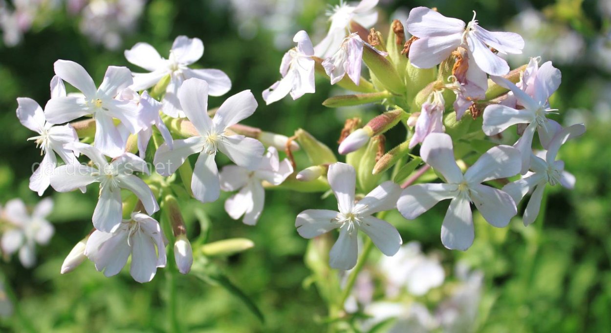 Мыльнянка обыкновенная