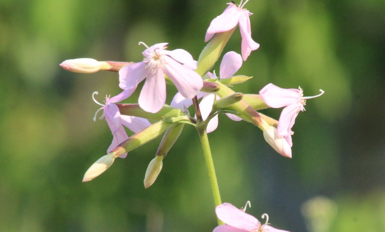 Мыльнянка махровая розовая