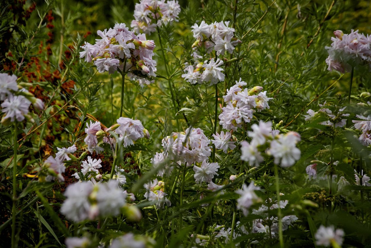 Мыльнянка махровая белая
