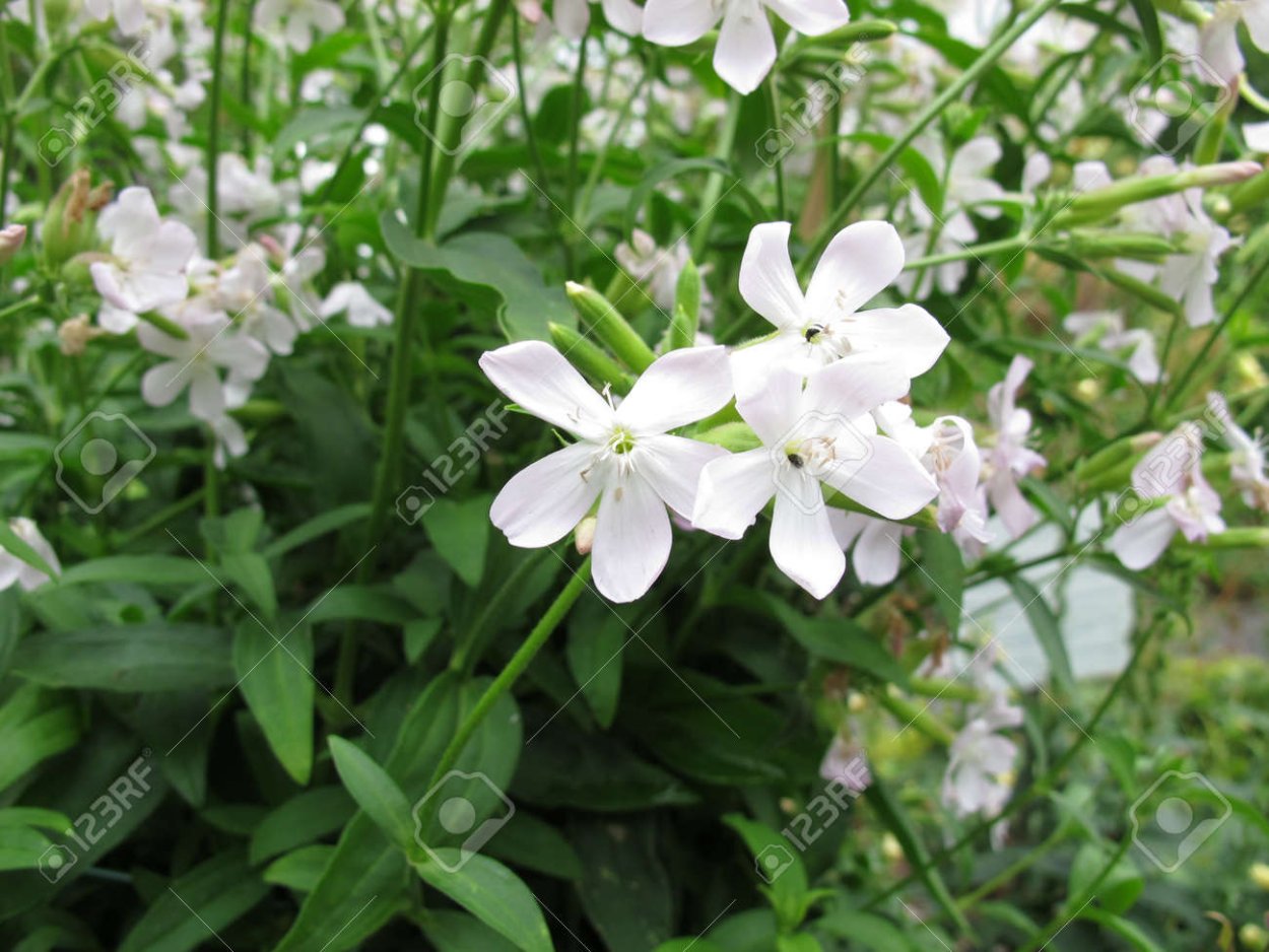 Мыльнянка базиликолистная Камилла