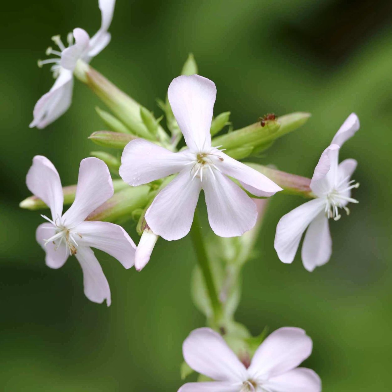 Мыльнянка обыкновенная