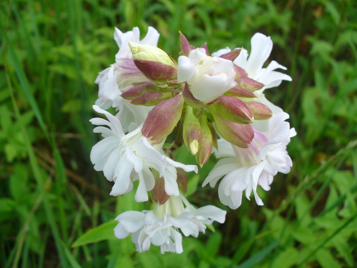 Мыльнянка лекарственная