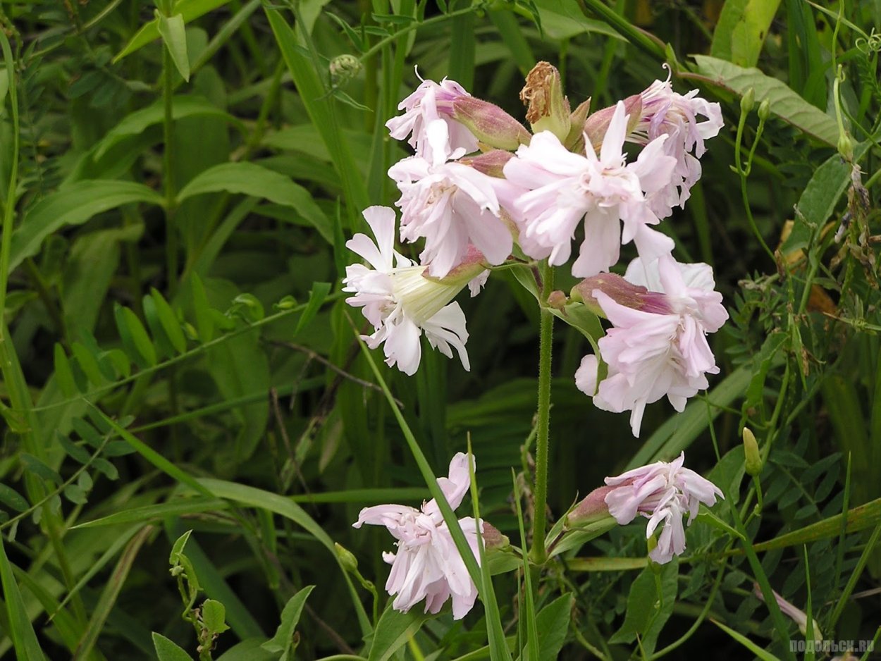 Мыльнянка махровая белая