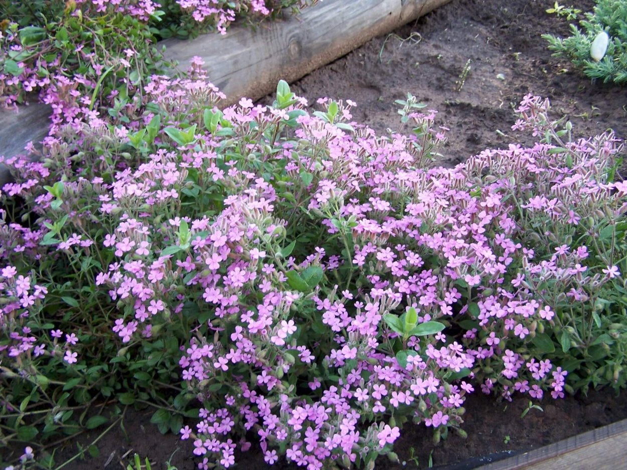 Мыльнянка флоре Плено