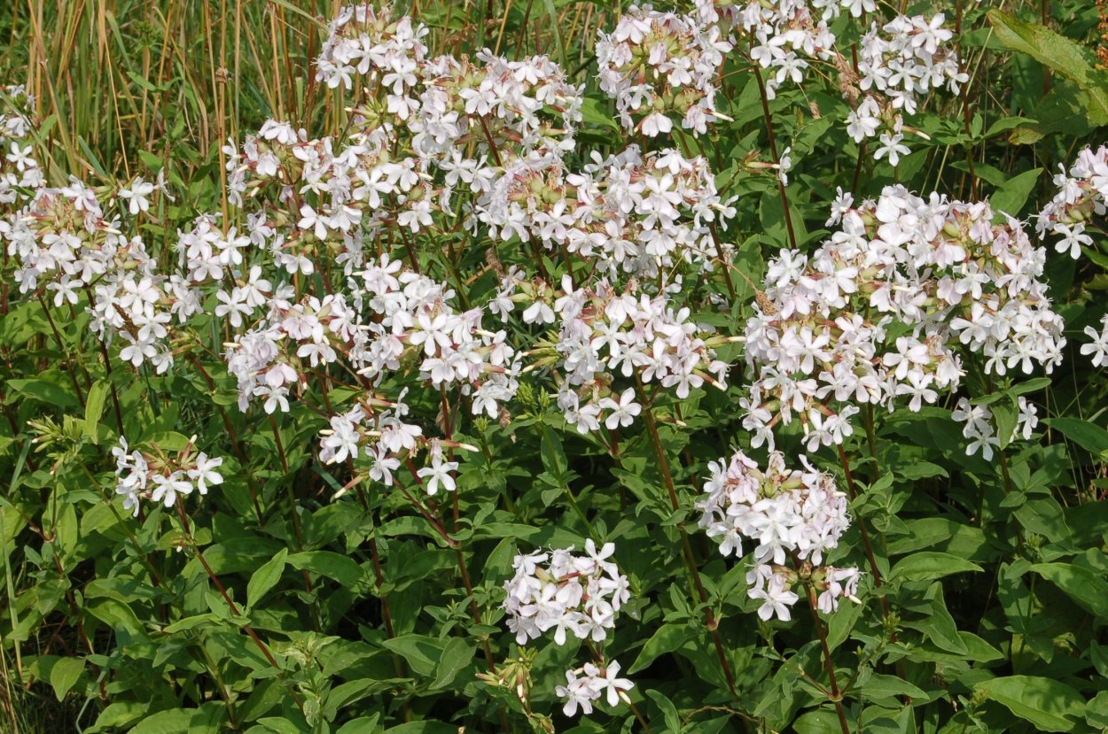 Мыльнянка обыкновенная