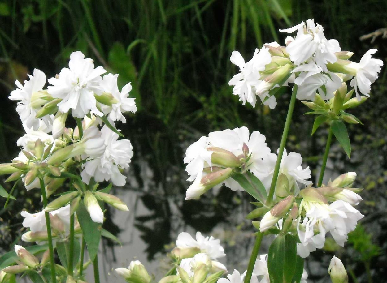 Мыльнянка белая