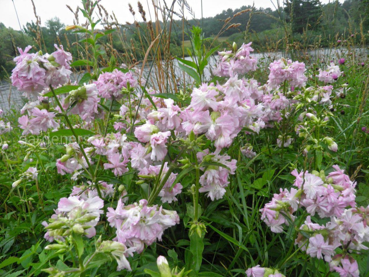Цветы которые мылятся в огороде