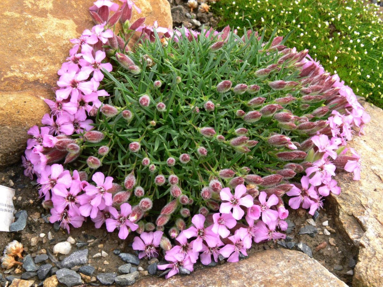 Мыльнянка базиликолистная