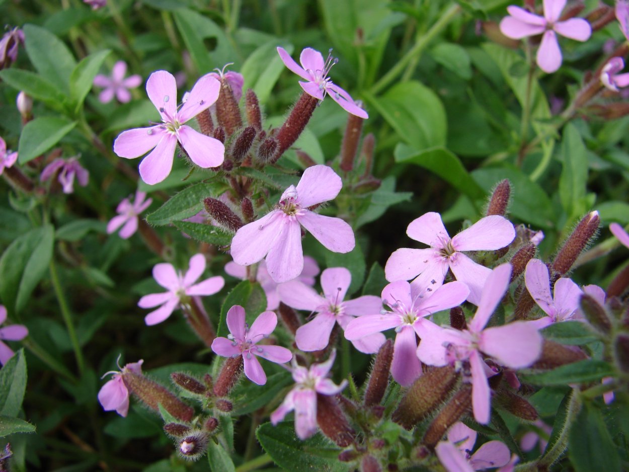 Цветок мыльнянка