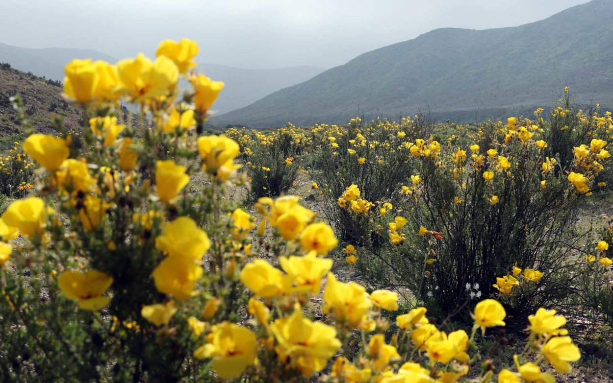Цветы в пустыне Атакама