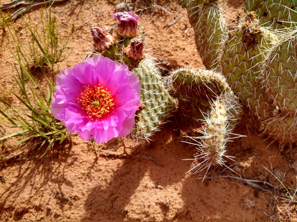 Эфемеры пустыни