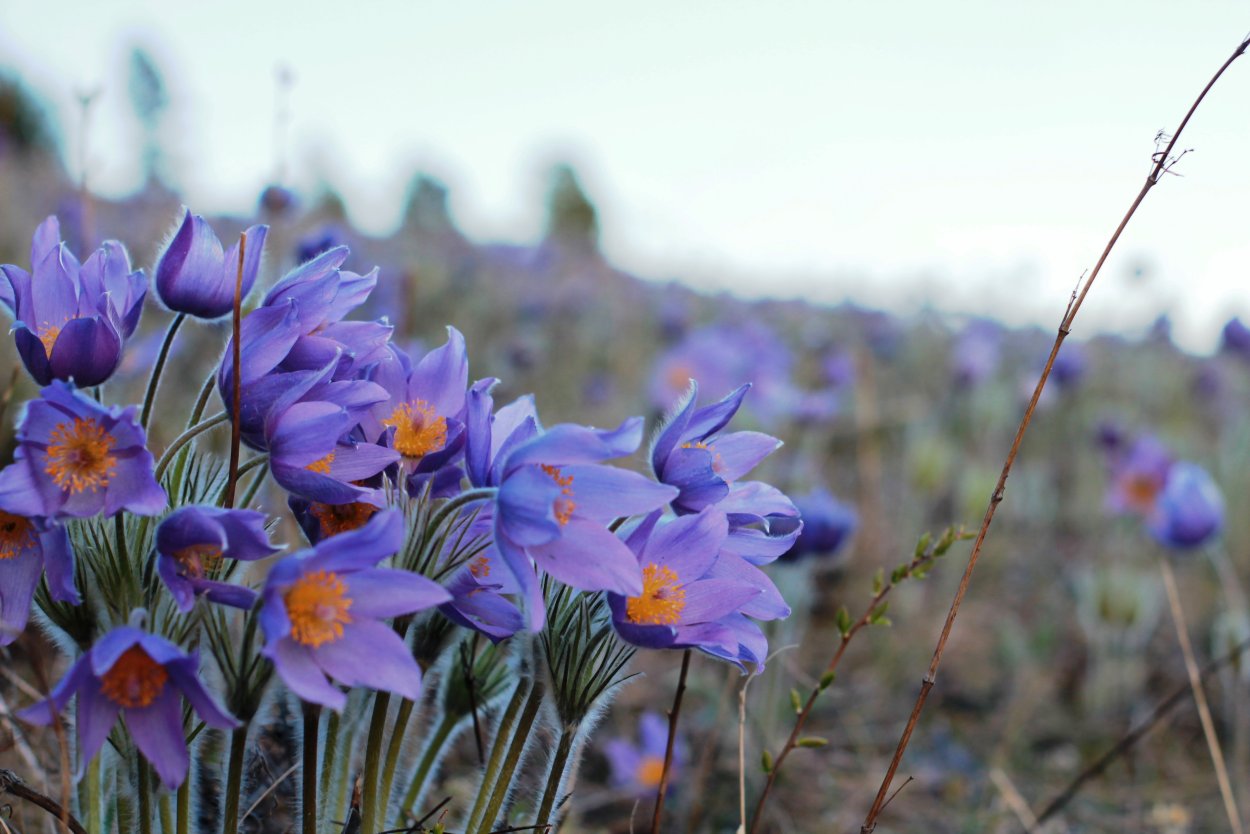 Лютиковые подснежники