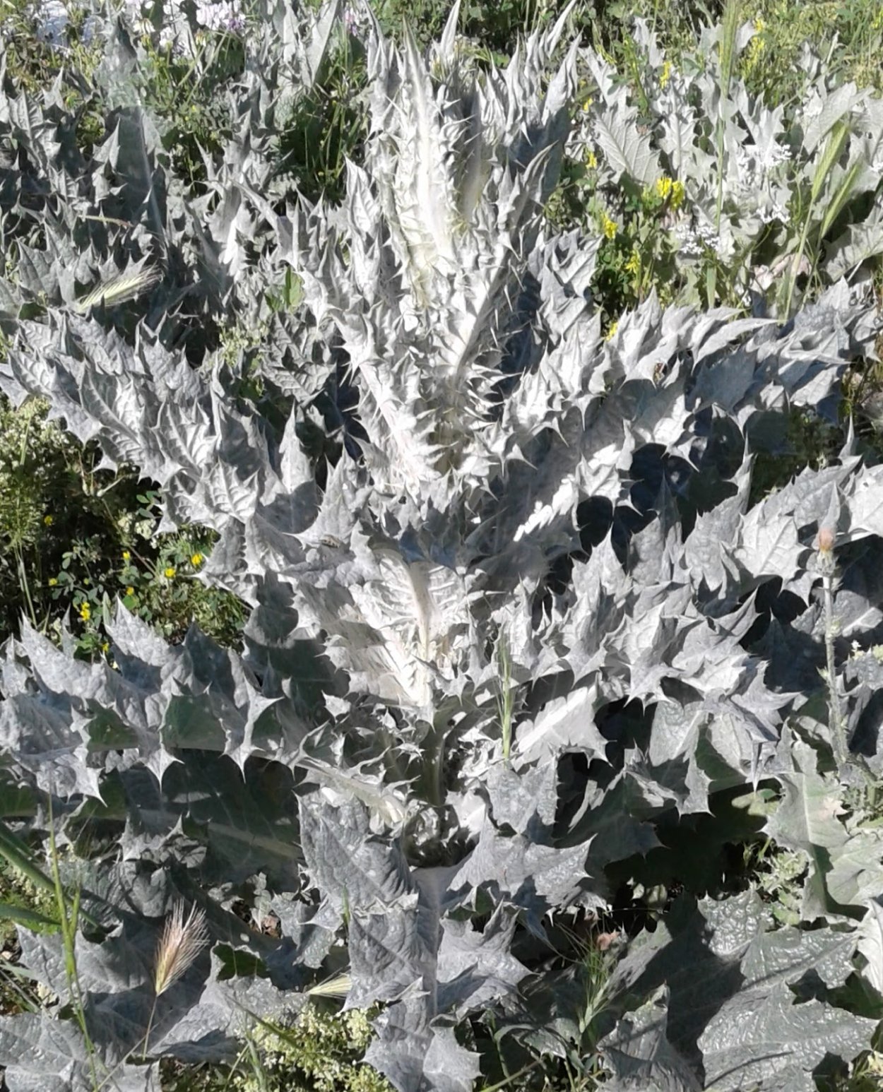 Чукурова растение