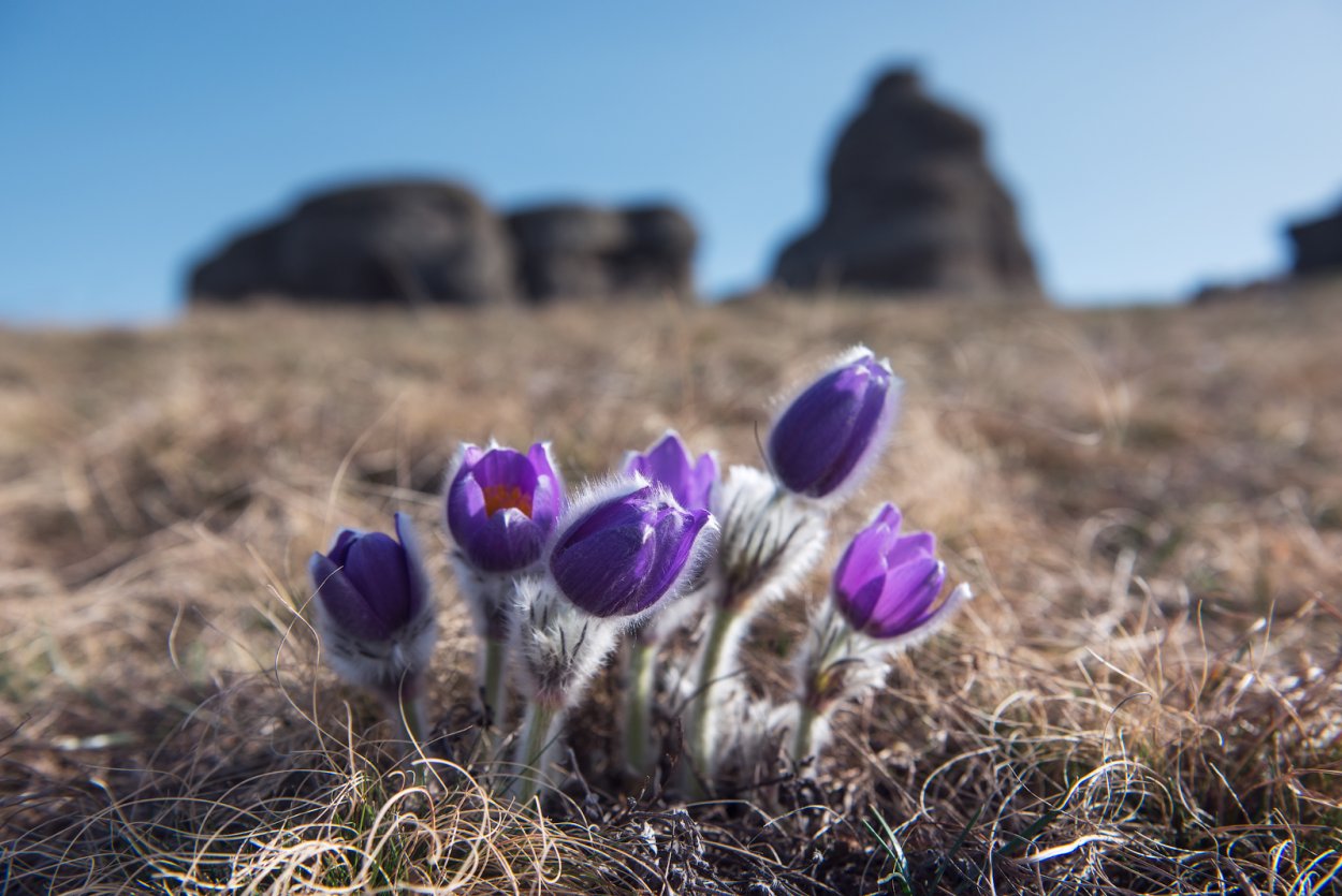 Демерджи крокусы