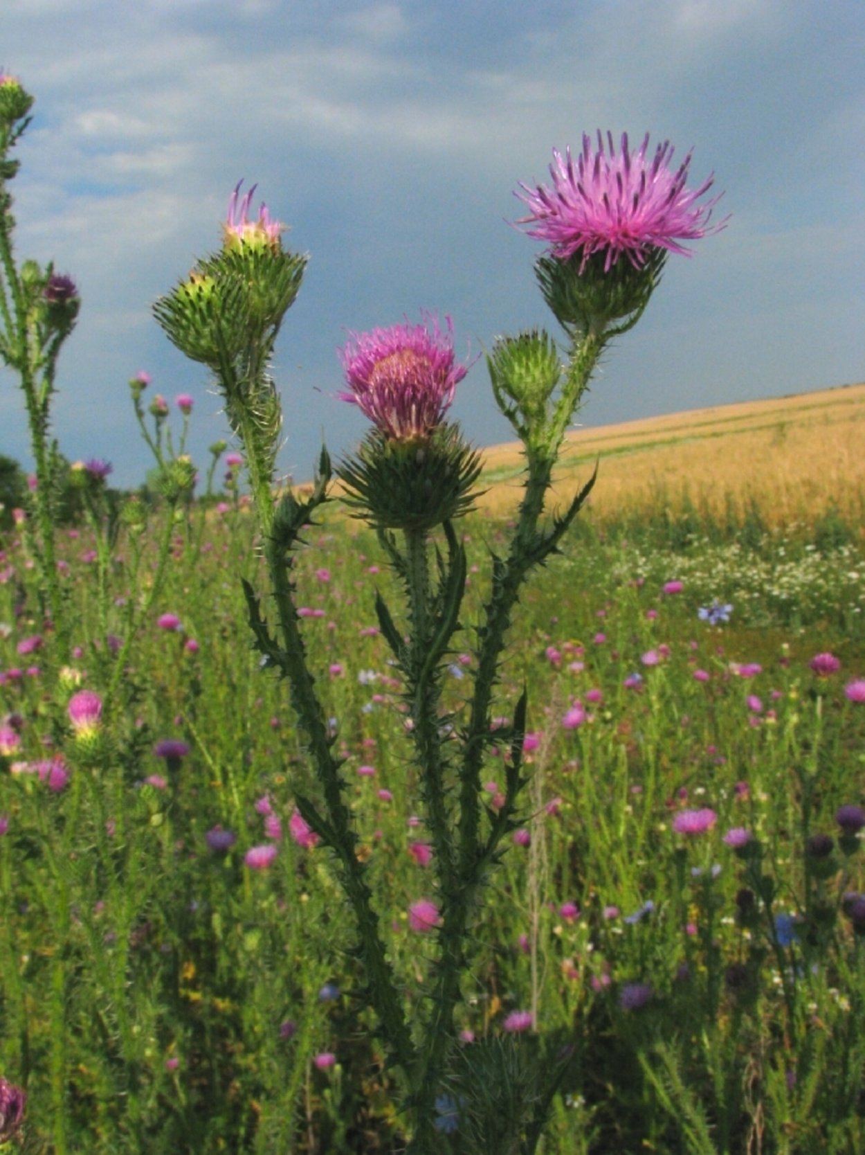 Расторопша растение