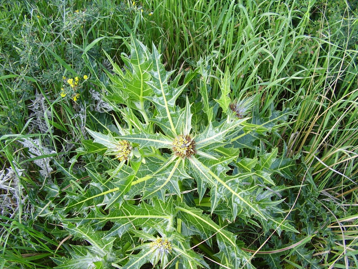 Дудник Медвежий