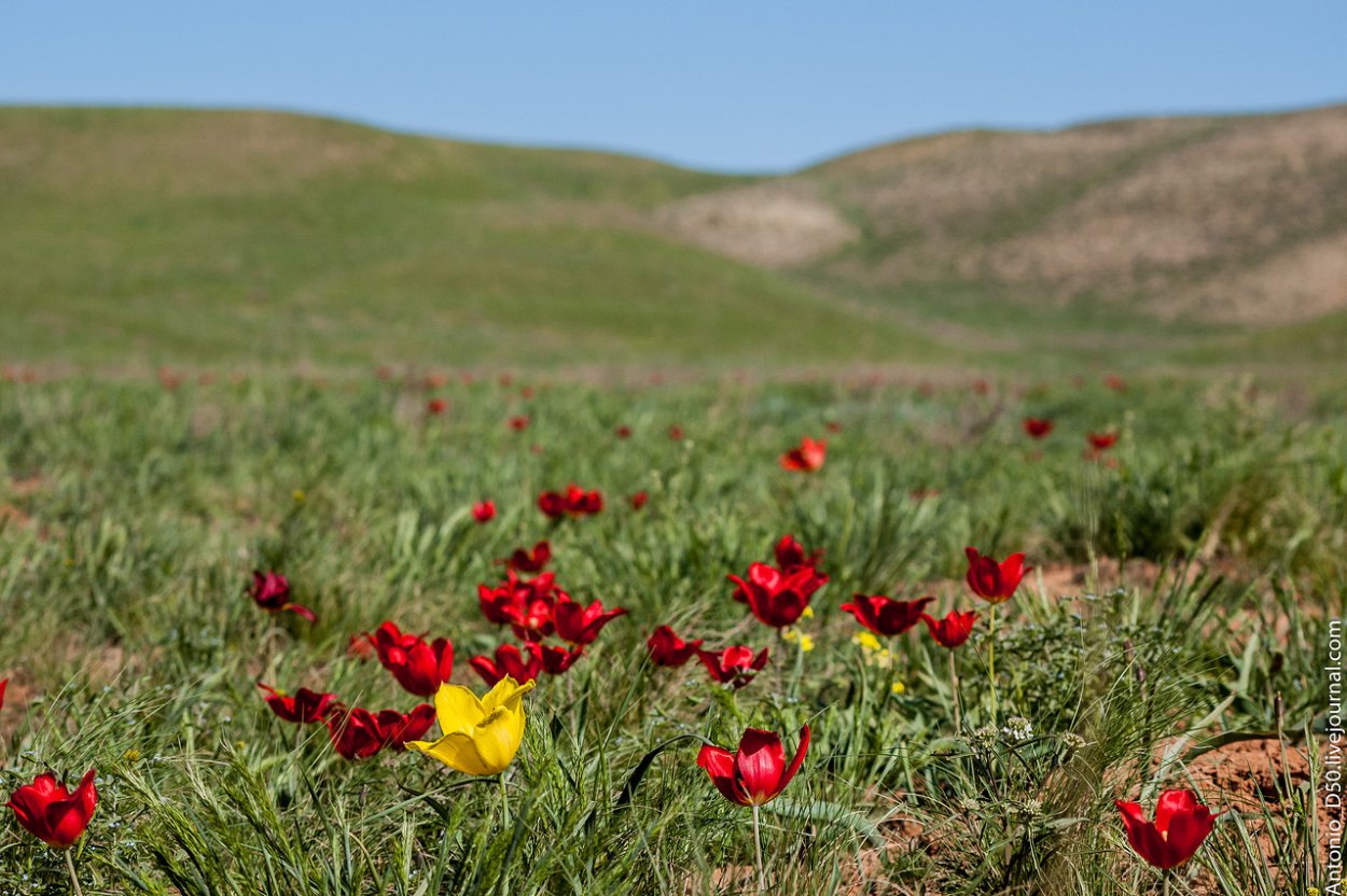 Первоцветы Забайкалья прострел сон трава
