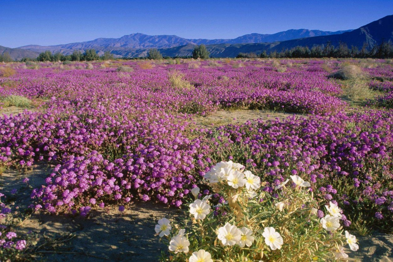 Африканские эфемеры