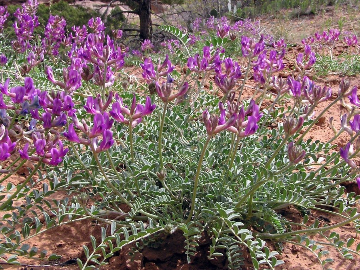 Кангал собака