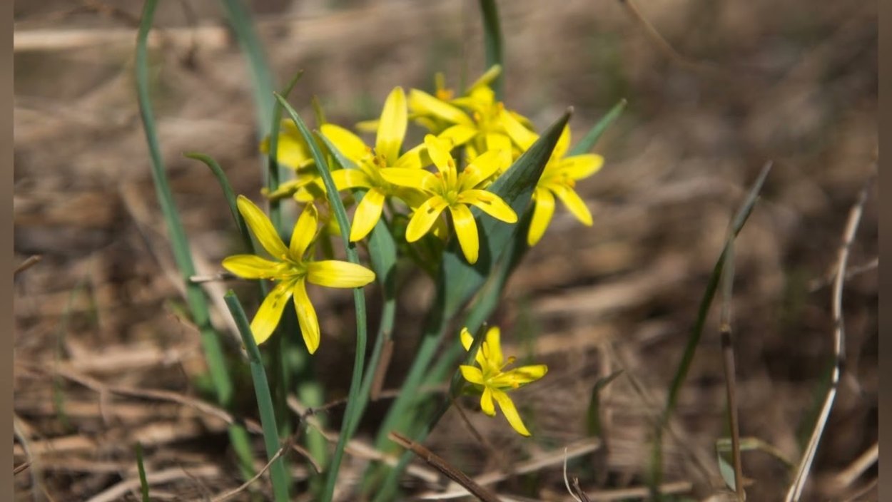 Колхикум(безвременник,осенний Крокус)