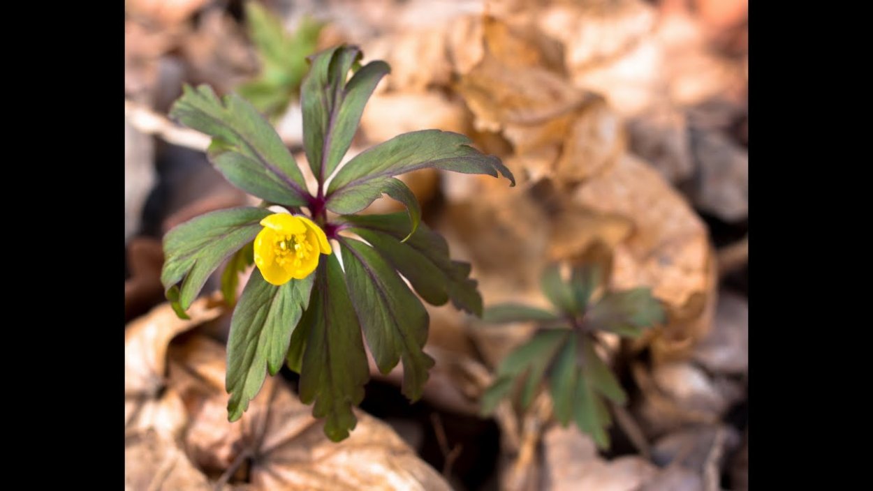 Эфемеры крупка Весенняя