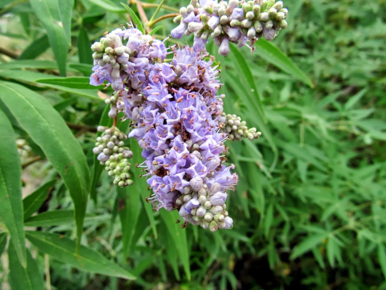 Астрал шестисто цветковый