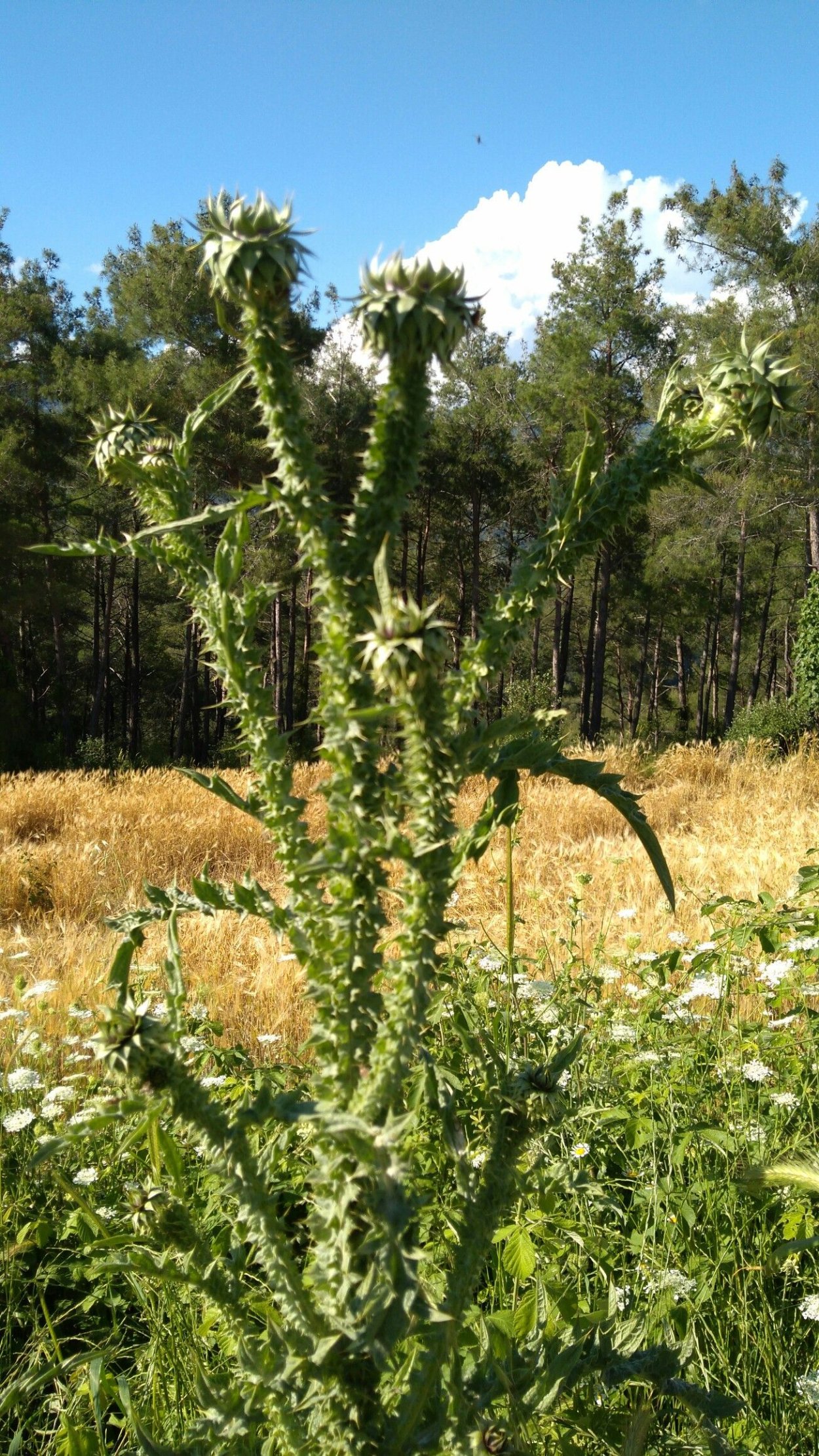 Гангал растение в Азербайджане