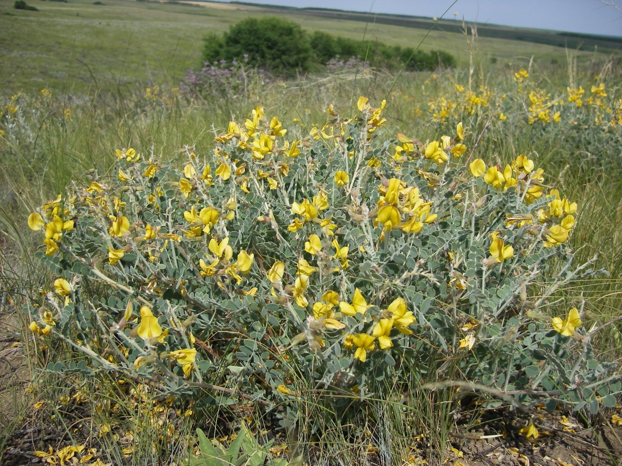 Атакама расцвела 2022