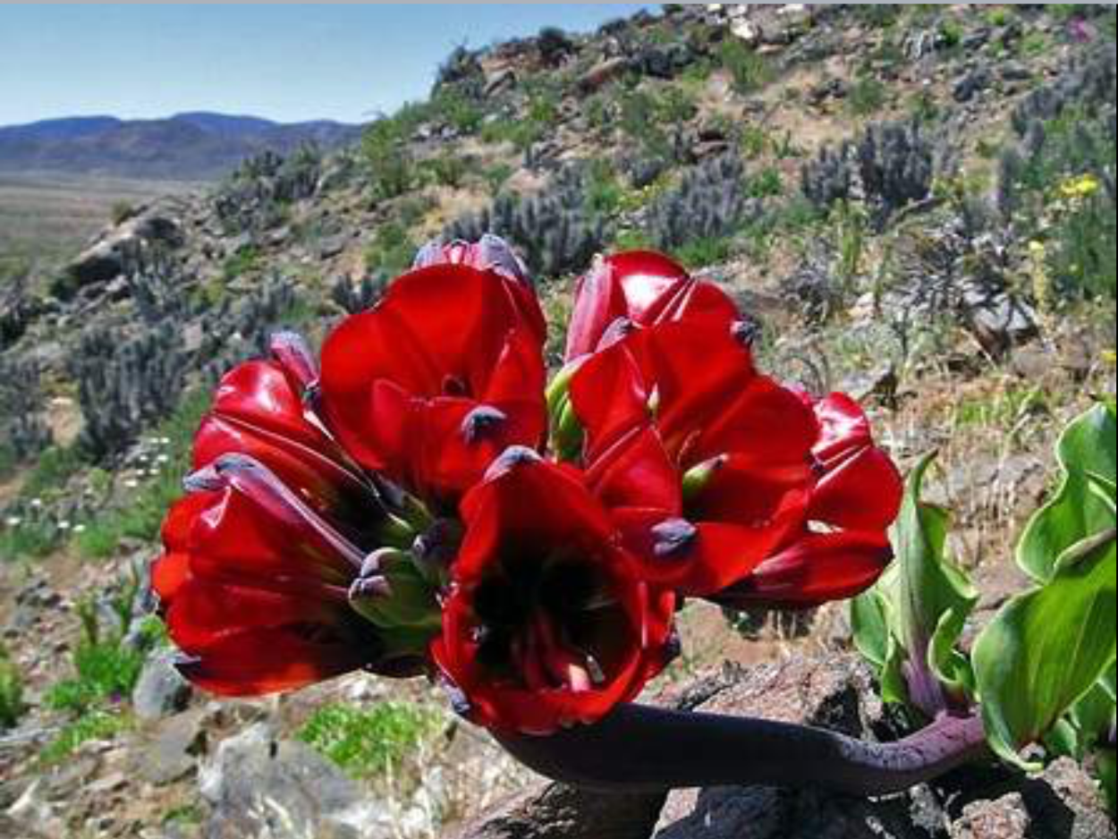 Пустыня Атакама расцвела