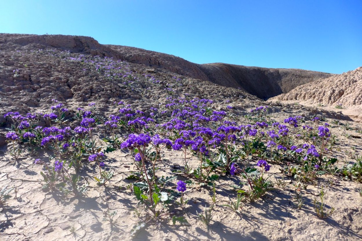 Ветреничка Уральская ветреница Уральская