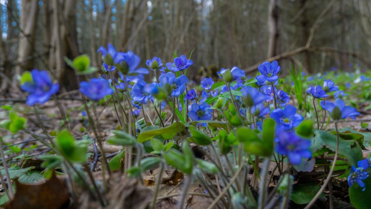 Гусинолук Федченко