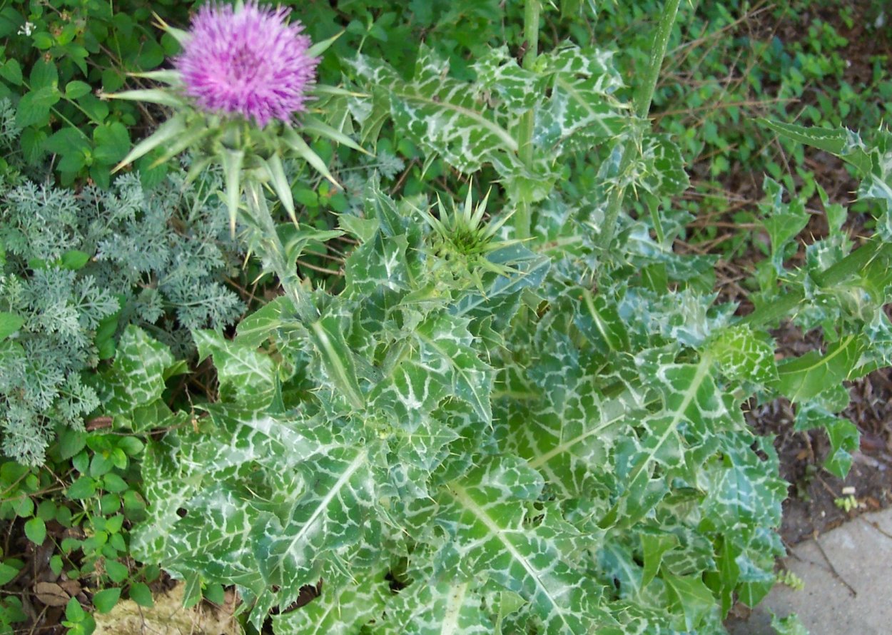 Расторопша пятнистая дебют