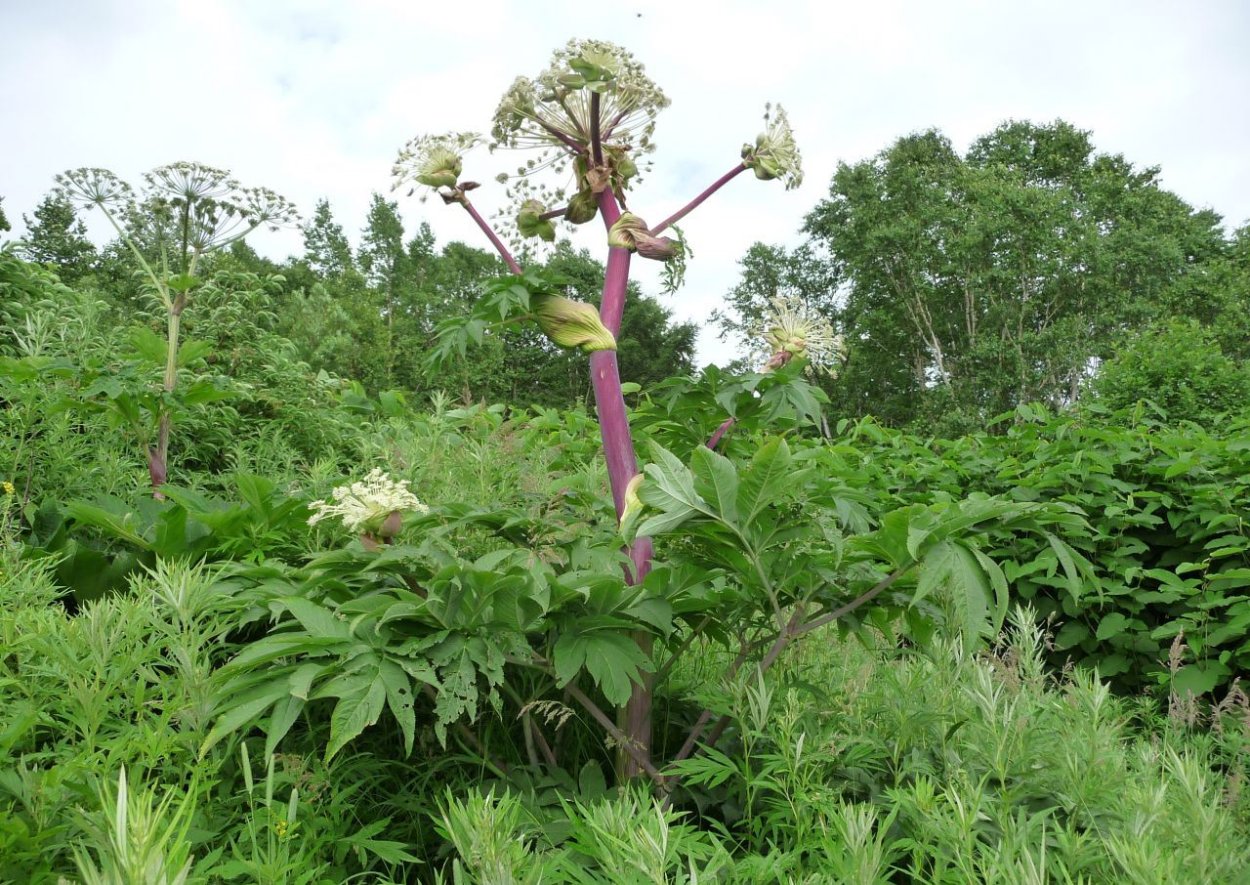 Ферула джунгарская