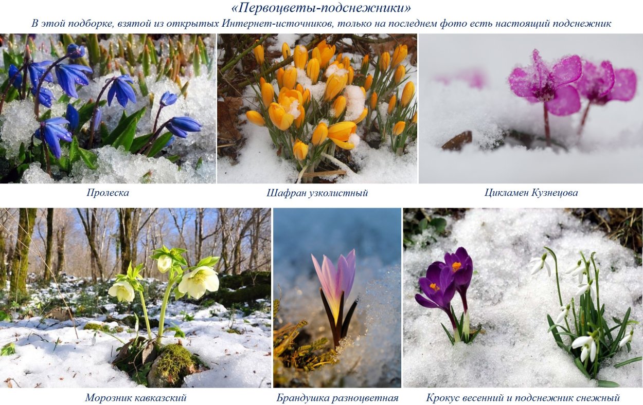 Весенние эфемероиды