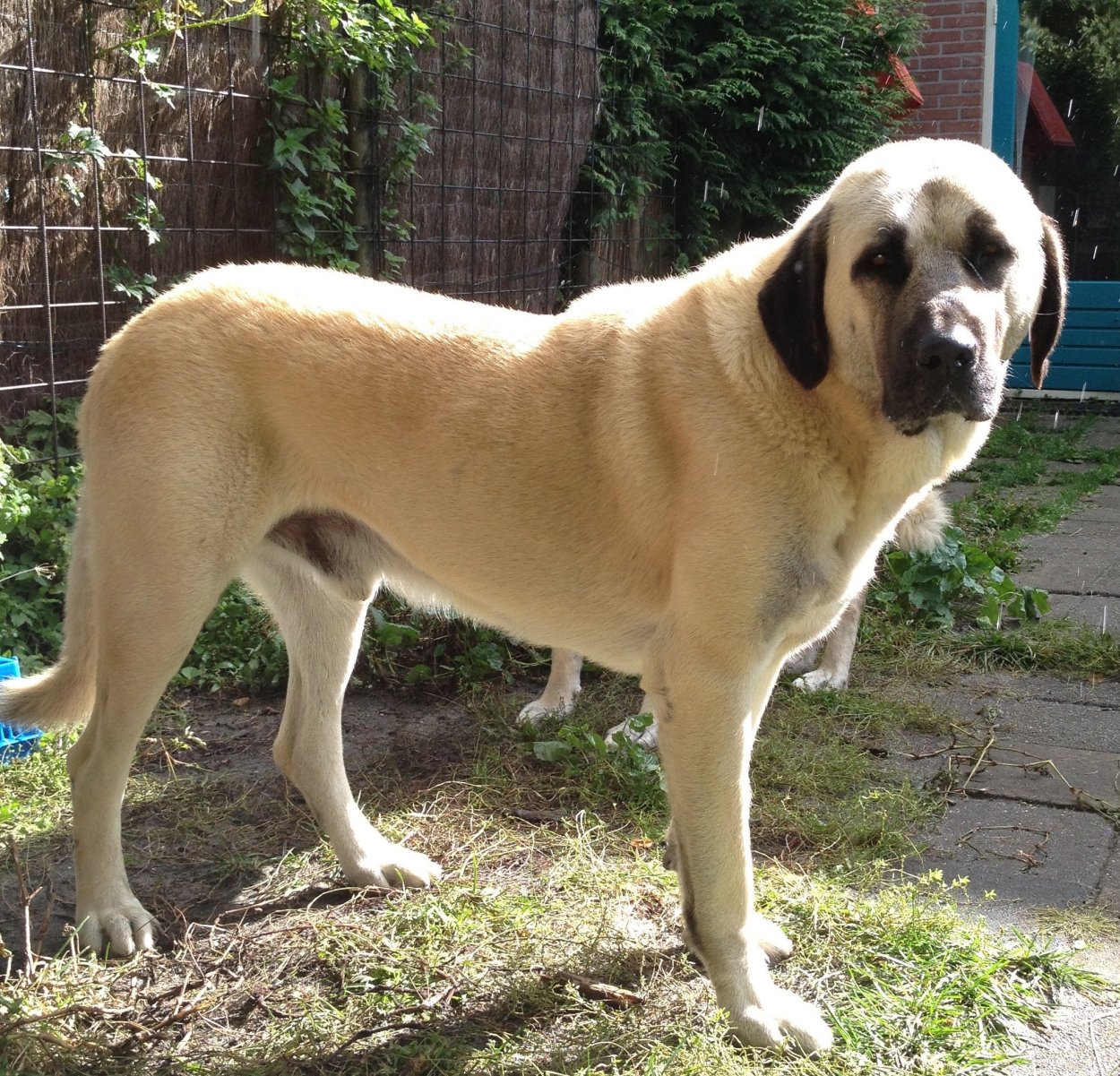 Радар-детектор Megaforcer z-11st