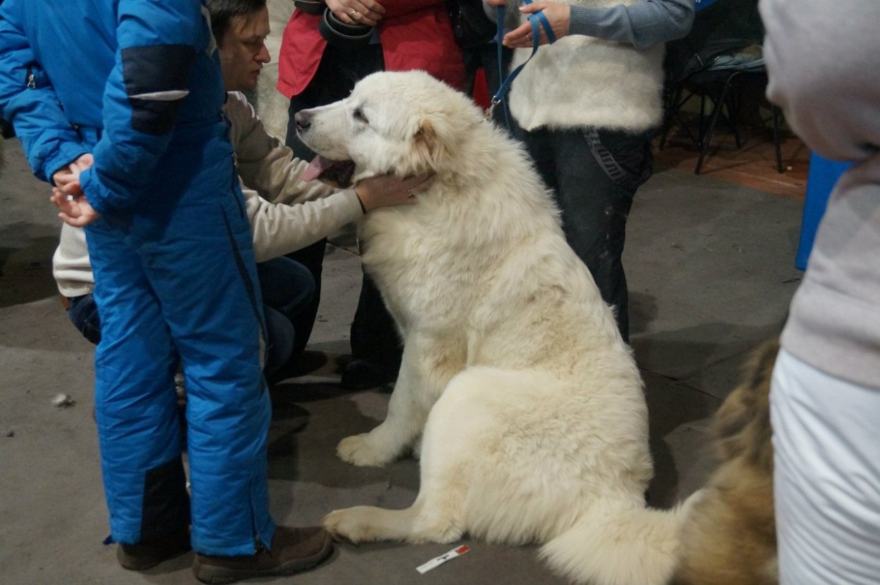 Трава гангали