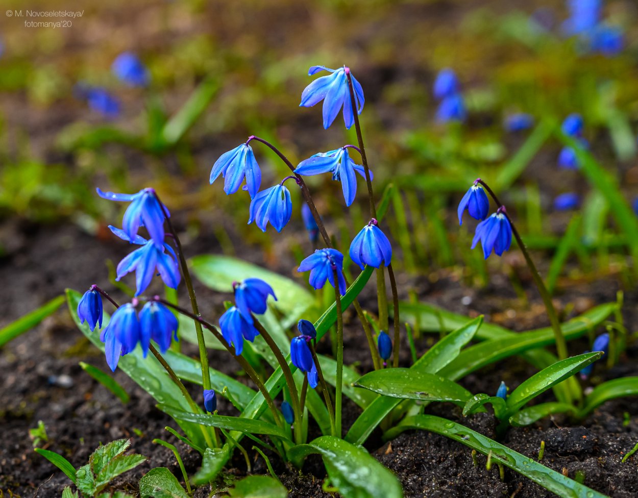 Эфемероиды Крокус