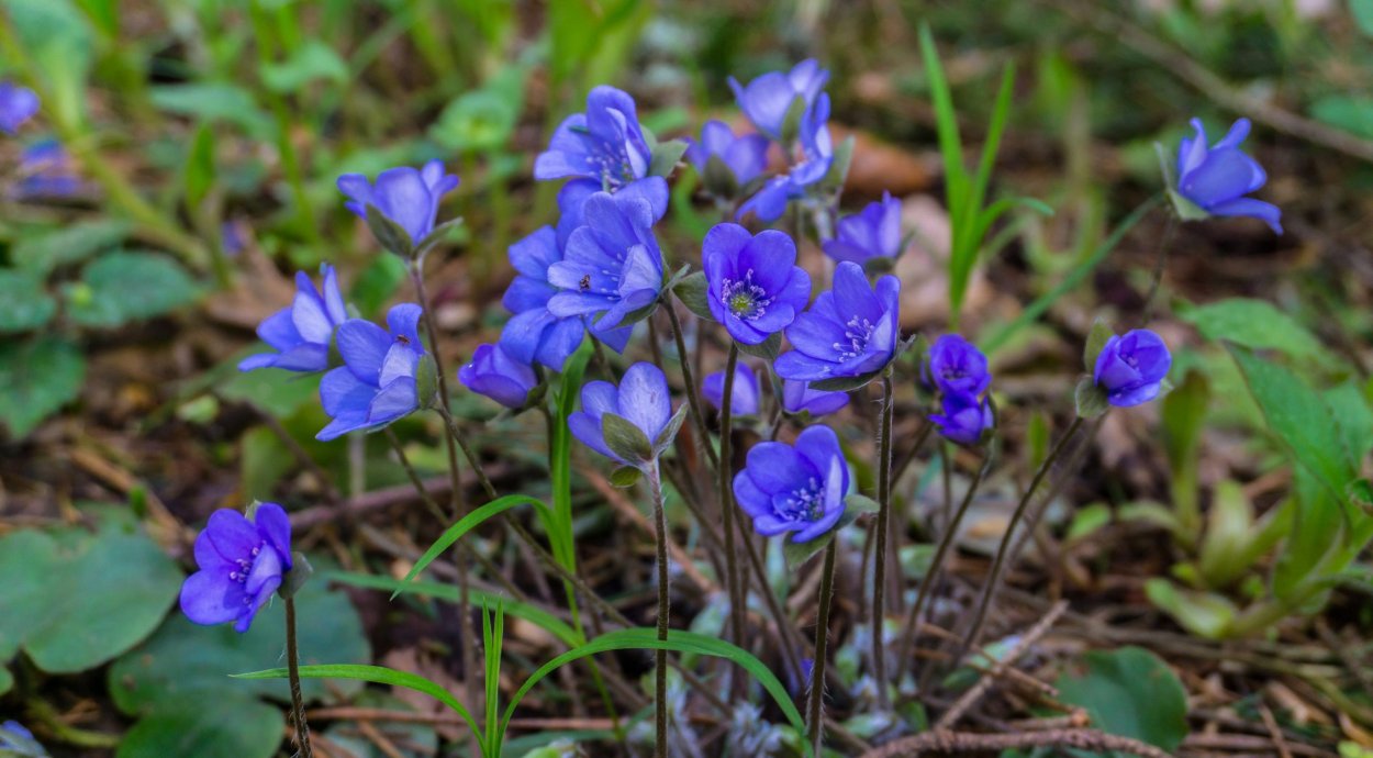 Б) эфемероиды;