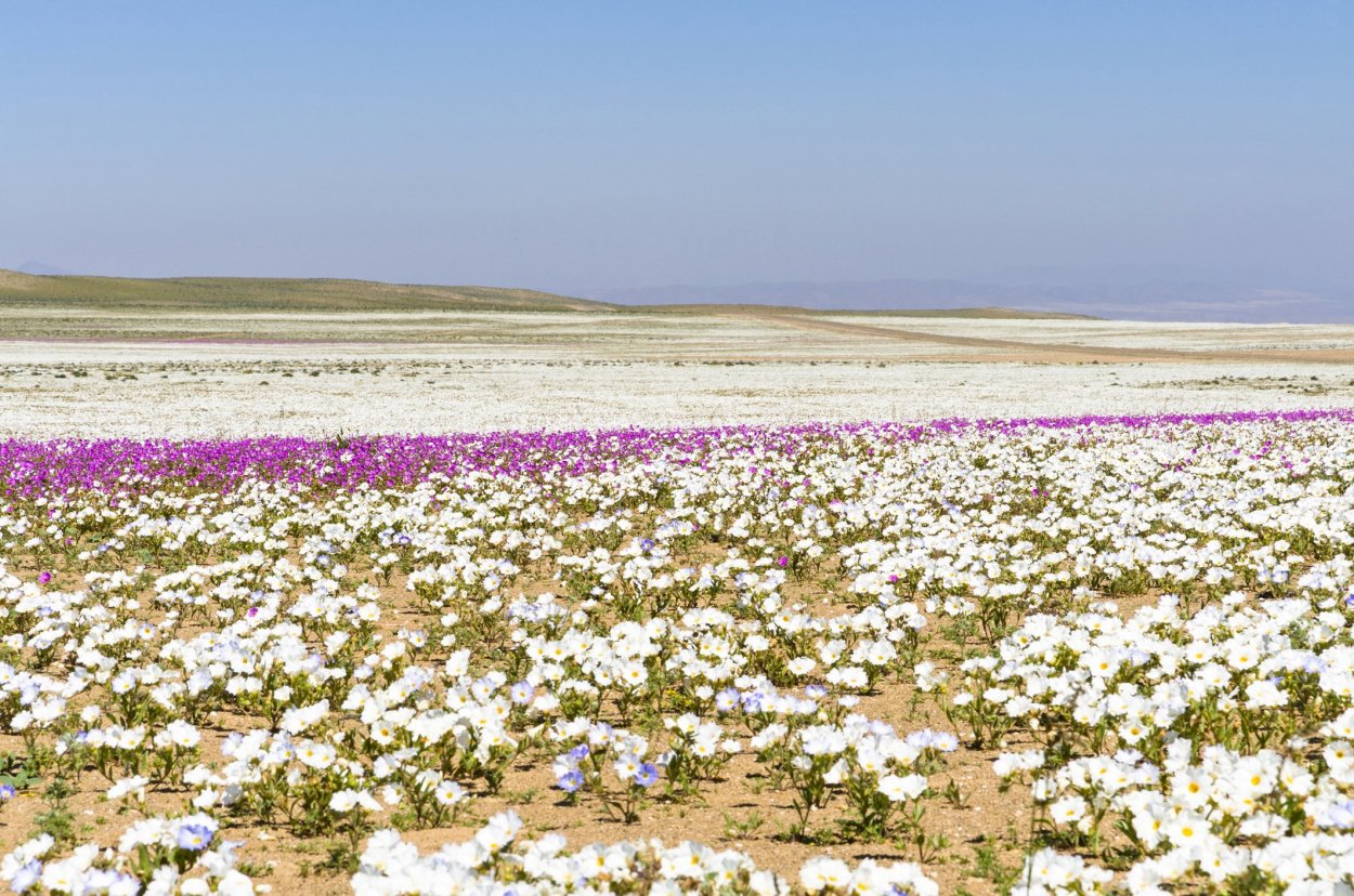 Эфемероиды пролеска растения