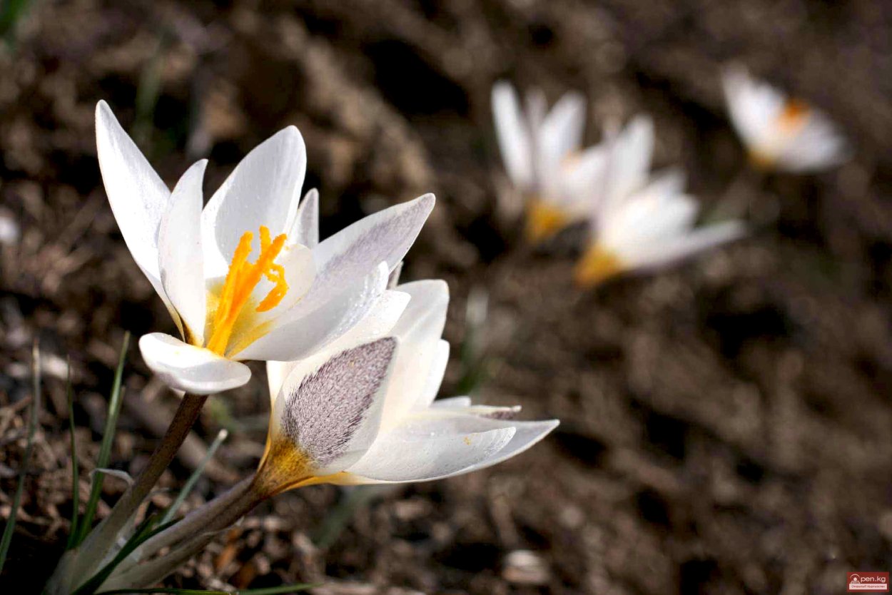 Чили пустыня Атакама