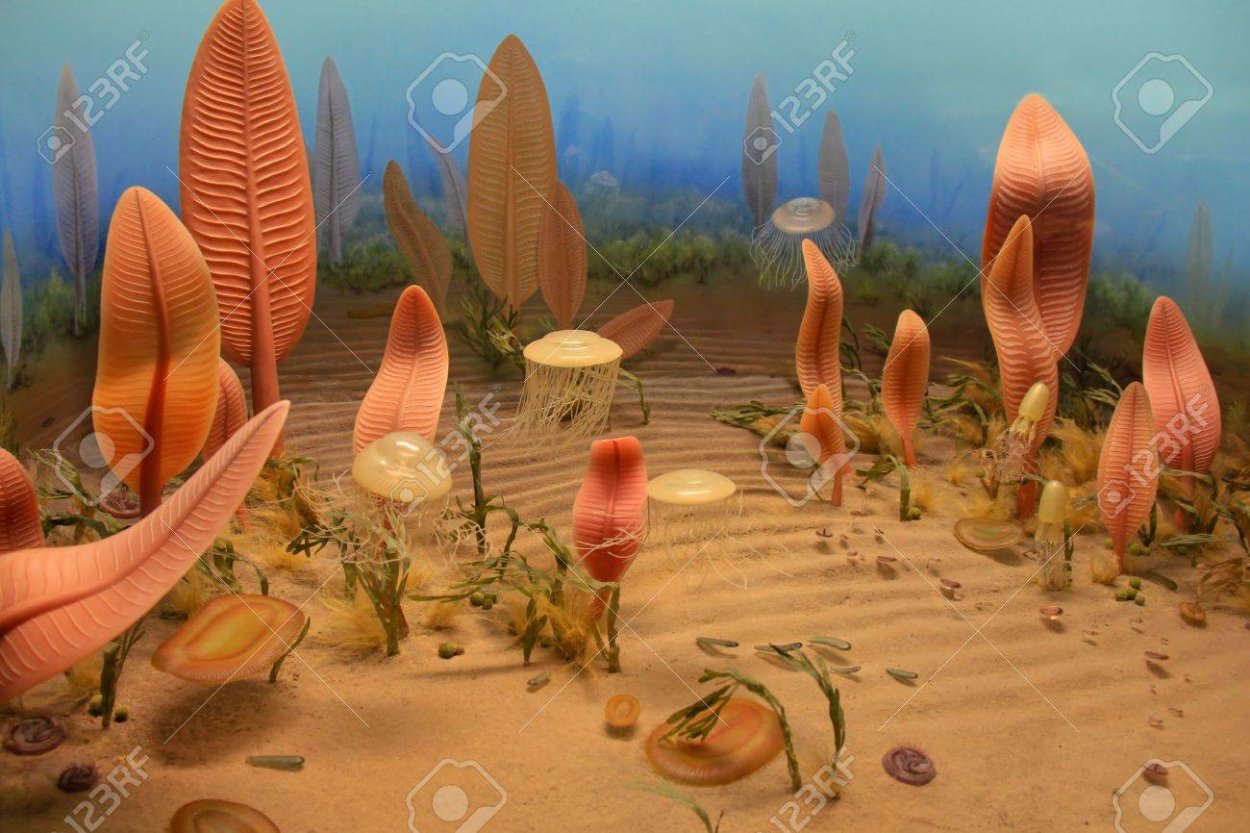 Эдиакарская Биота Эра