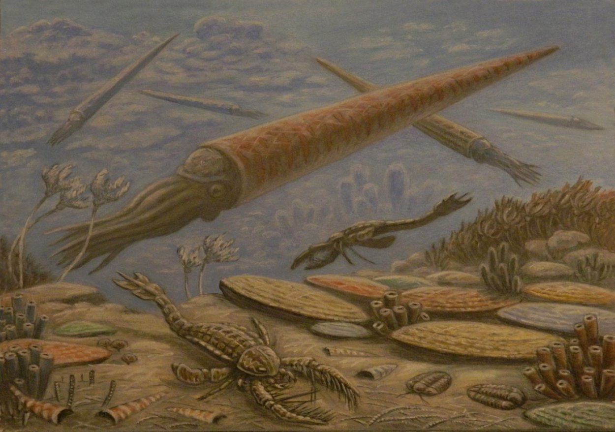 Медузы кембрийского периода