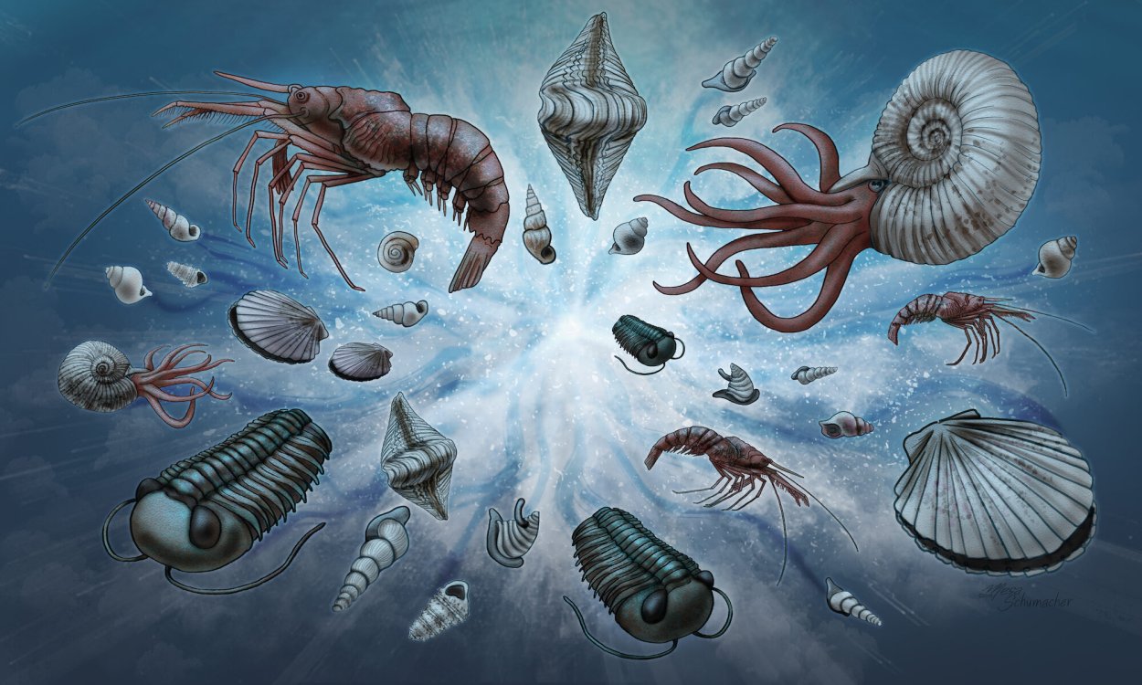 Красный коралл Кишечнополостные