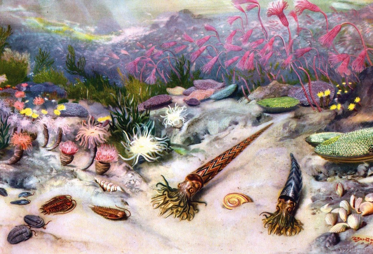 Виваксия кембрийской эры